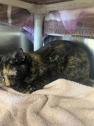 61736345 - Domestic Shorthair / Mix available for adoption