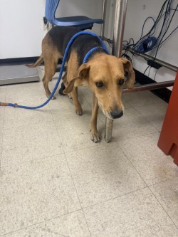 BABY - Hound / Mix available for adoption