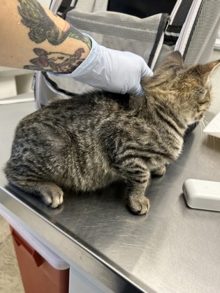 61928490 - Domestic Shorthair / Mix available for adoption