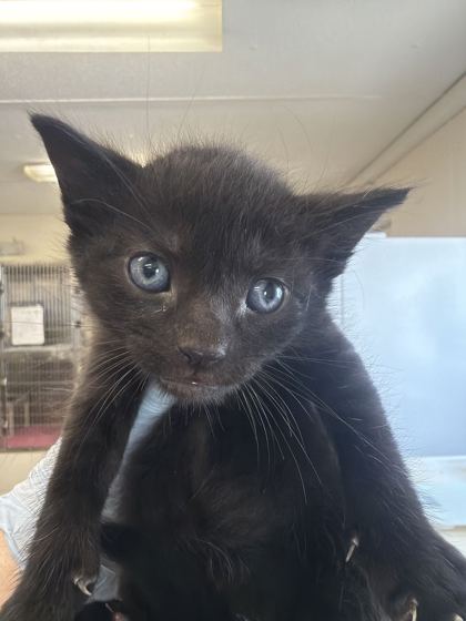 61716046 - Domestic Shorthair / Mix available for adoption