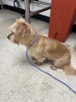 PENELOPE - Terrier / Mix available for adoption