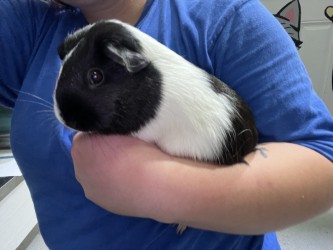 OREO - Guinea Pig / Guinea Pig available for adoption