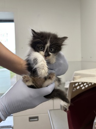61911389 - Domestic Longhair / Mix available for adoption