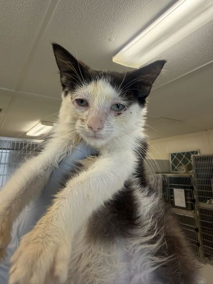 61771732 - Domestic Shorthair / Mix available for adoption