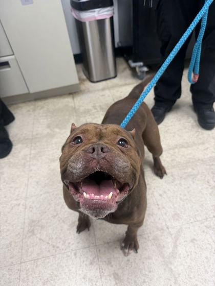CHOE CHOE - Bulldog / Mix available for adoption