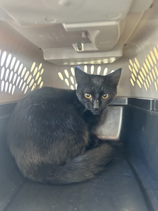 61760639 - Domestic Shorthair / Mix available for adoption