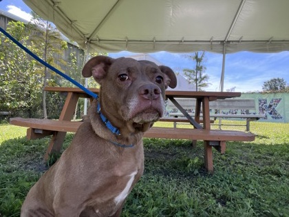 MEKA - Pit Bull Terrier / Mix for adoption in Norfolk