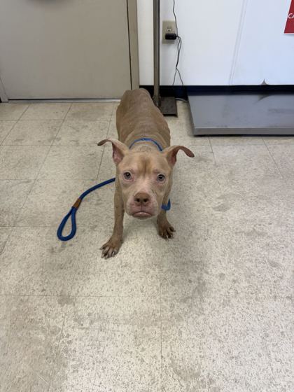 61989813 - Pit Bull Terrier / Mix available for adoption