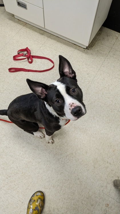 MS. DICE - Pit Bull Terrier / Mix available for adoption