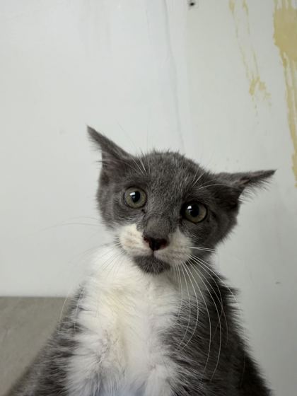 61713428 - Domestic Shorthair / Mix available for adoption