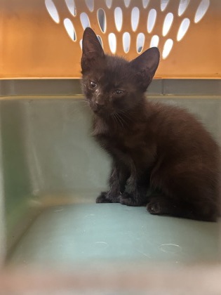 61678865 - Domestic Shorthair / Mix for adoption in Norfolk