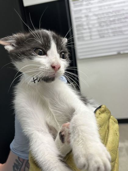 61716414 - Domestic Shorthair / Mix available for adoption