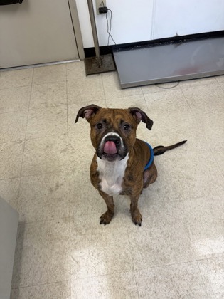 61828828 - American Pit Bull Terrier / Mix available for adoption