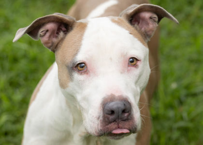 PRADA - American Pit Bull Terrier / Mix for adoption in Norfolk