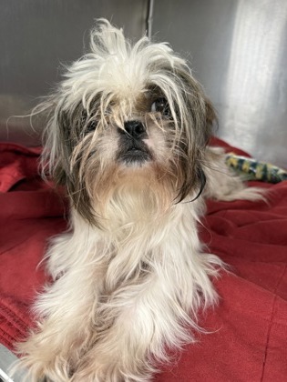 61932462 - Shih Tzu / Mix available for adoption
