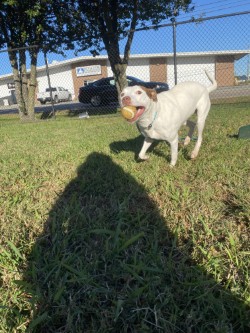 NU NU - Pit Bull Terrier / Mix available for adoption
