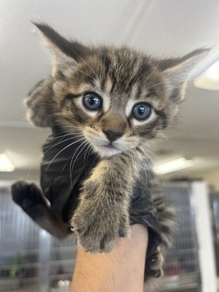 61990805 - Domestic Shorthair / Mix available for adoption