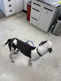 61846246 - American Bulldog / Mix available for adoption