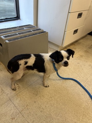 61905017 - Short Coat Chihuahua / Mix available for adoption