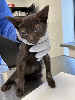 61862247 - Domestic Shorthair / Mix available for adoption