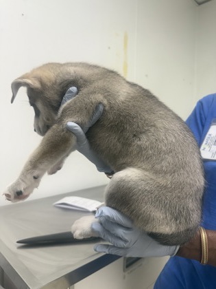 61729055 - Siberian Husky / Mix available for adoption