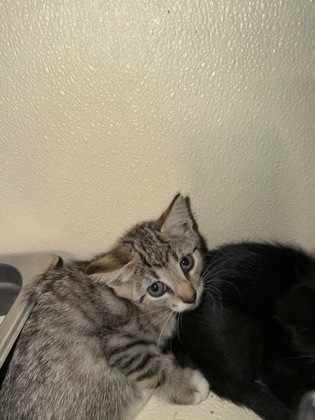 61841479 - Domestic Shorthair / Mix available for adoption