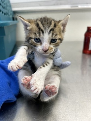61951126 - Domestic Shorthair / Mix available for adoption