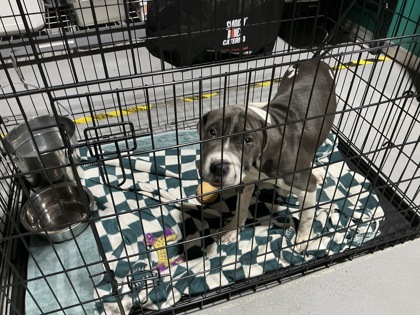 61821047 - Mastiff / American Pit Bull Terrier available for adoption