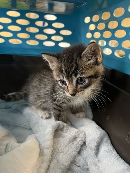61691014 - Domestic Shorthair / Mix for adoption in Norfolk