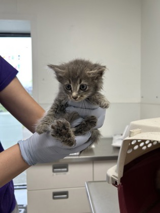 61911394 - Domestic Longhair / Mix available for adoption