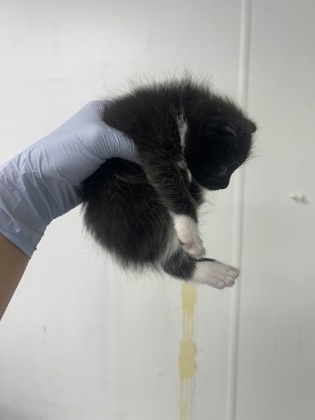 61709509 - Domestic Medium Hair / Mix available for adoption