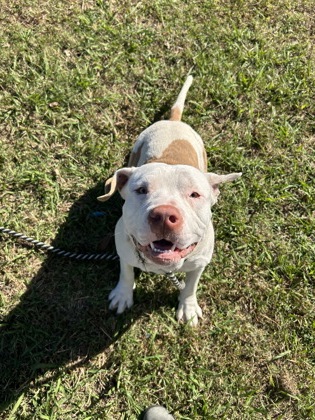 61927897 - Pit Bull Terrier / Mix available for adoption