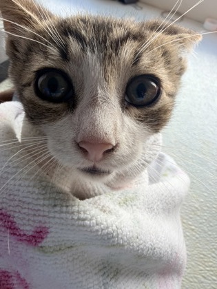 61807610 - Domestic Shorthair / Mix available for adoption