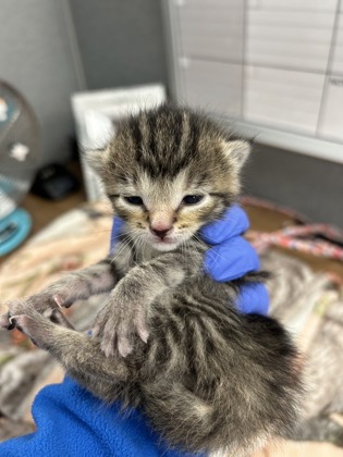 61835244 - Domestic Shorthair / Mix available for adoption