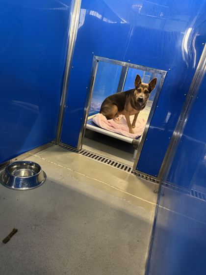 61807392 - German Shepherd / Mix available for adoption
