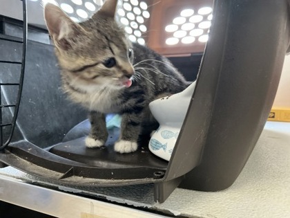 61988913 - Domestic Shorthair / Mix available for adoption