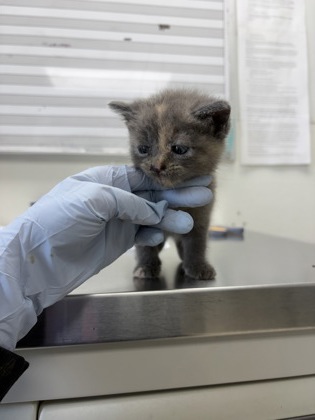 61878797 - Domestic Shorthair / Mix available for adoption