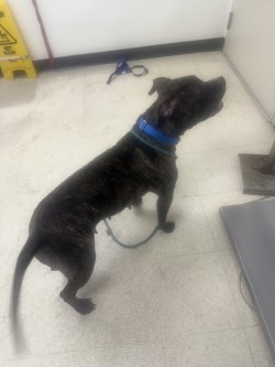 CHINA - Pit Bull Terrier / Mix available for adoption
