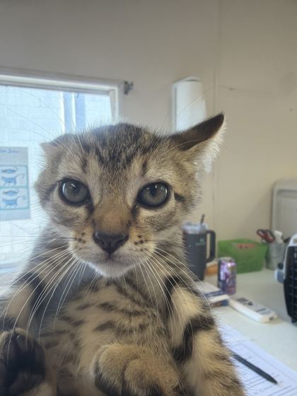 61918397 - Domestic Shorthair / Mix available for adoption