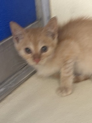 61723116 - Domestic Shorthair / Mix available for adoption