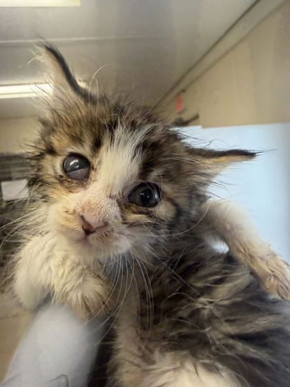 61776909 - Domestic Longhair / Mix available for adoption