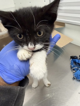 61845648 - Domestic Shorthair / Mix available for adoption