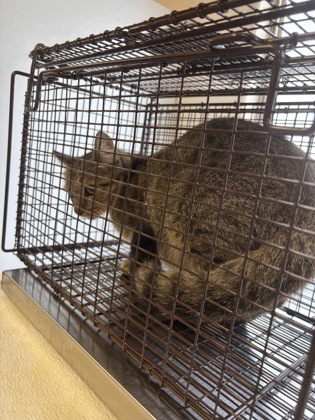 61776337 - Domestic Shorthair / Mix available for adoption