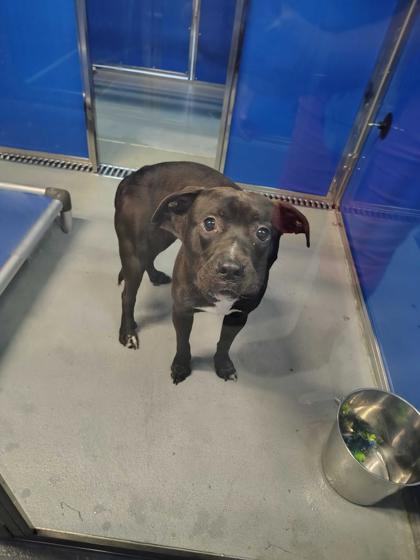 61770542 - Bully American  - Standard / Mix available for adoption