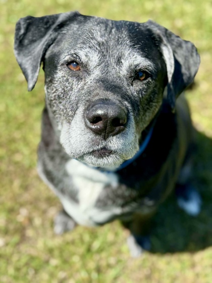 JAX - Labrador Retriever / Mastiff for adoption in Norfolk