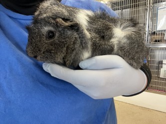 61979592 - Guinea Pig / Guinea Pig available for adoption