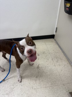 BAJA BLAST - Pit Bull Terrier / Mix available for adoption