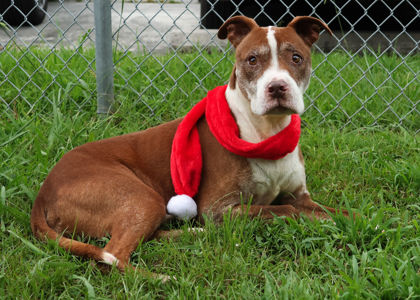 GIBSON - American Pit Bull Terrier / Mix available for adoption