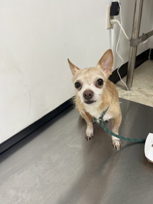 TANNER - Short Coat Chihuahua / Mix available for adoption