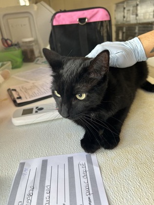 SAMANTHA - Domestic Shorthair / Mix available for adoption